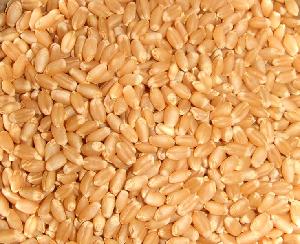 Grade A  Durum   Wheat  for  sale 