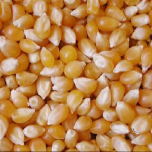 YELLOW CORN AND RED CORN FOR HUMAN CONSUMPTION & ANIMAL FEED FOR SALE