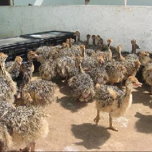  Ostrich  Chicks for  sale 