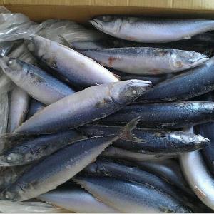 Whole bonito fish frigate tuna frozen fish