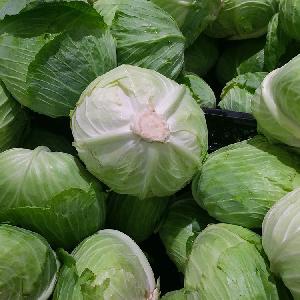 Fresh green cabbage from new crop of 2018 export standard