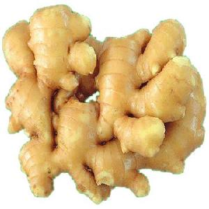 Various Size Fresh  Ginger  For Different  USA ./EU.CHINA.THAI