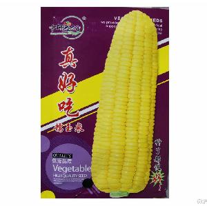 Touchhealthy supply easy to plant and good taste yellow sweet corn seeds/waxy maize seeds 40gram/bags