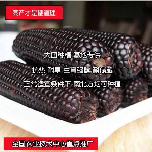 Touchhealthy supply wide adaptable black sweet corn seeds/waxy maize seeds 100gram/bags