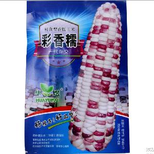 Touchhealthy supply hardy colourful  sweet   corn   seed s/maize  seed s 50gram/bags