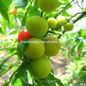 Touchhealthy supply prune seeds for planting as fruit tree seeds