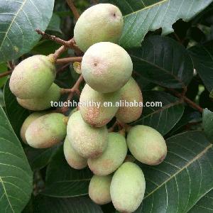 Touchhealthy supply Aceite de olivo seeds for planting as  fruit  tree seeds