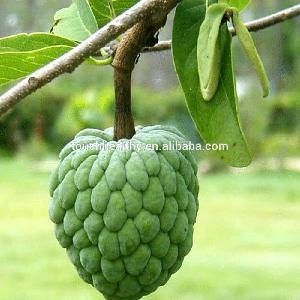 Touchhealthy supply sugar apple seeds for planting as fruit tree seeds