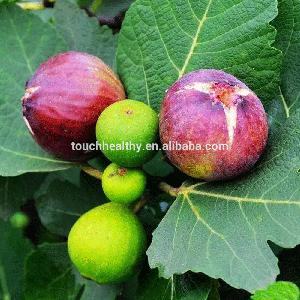 Touchhealthy supply common fig seeds for planting as fruit tree seeds