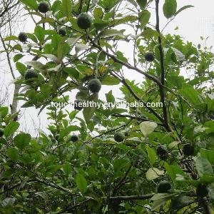 Touchhealthy supply Lemon seeds for planting as fruit tree seeds