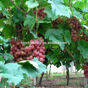 Touchhealthy supply  Vitis   vinifera  seeds for planting as fruit tree seeds