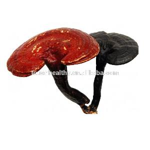Touchhealthy supply  Lucid   Ganoderma  seeds for planting