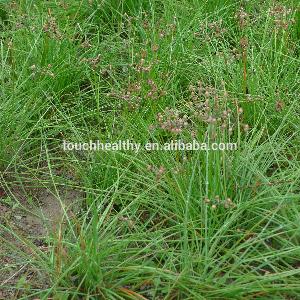 Touchhealthy supply Longstamen Onion Bulb seeds for planting OEM order accept 100gram/bags