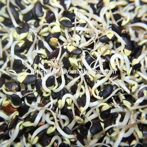 Touchhealthy supply black bean sprout seeds for planting as sprout/sprouting vegetable