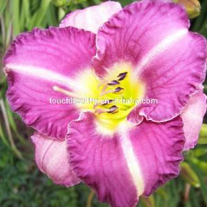 Touchhealthy supply common orange daylily bulb for planting