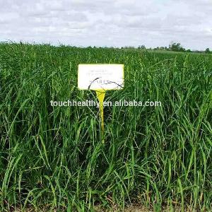 Good quality orchard grass used as lawn or turf grass seeds
