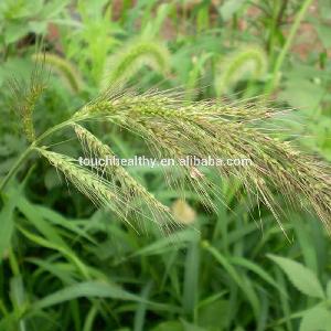 2018 Top quality barnyard millet grass seeds from Touchhealthy