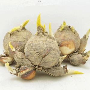 Beautiful flower arcissus pseudonarcissus bulbs/hyacinth bulb for sales
