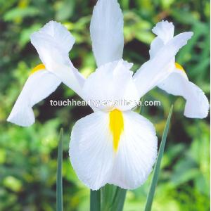 Touchhealthy supply fleur-de-lis bulbs/Iris histrioides bulb