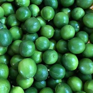 Supplier  fresh   lime  seedless with big size and best price