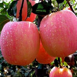  China  import  fuji   apple   from   china 