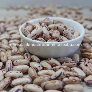 Light Speckled kidney Bean wholesale