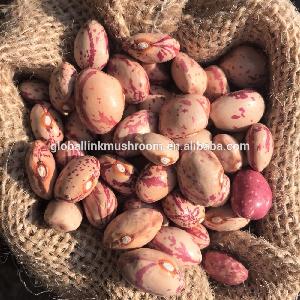 New Crop Light Speckled kidney Beans Xinjiang Round
