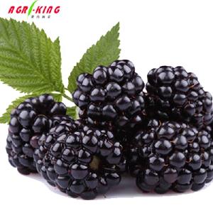 berries  iqf   frozen  blackberry fruit