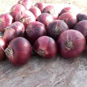 red onion 5-7CM Egypt supplier fresh red onion importers