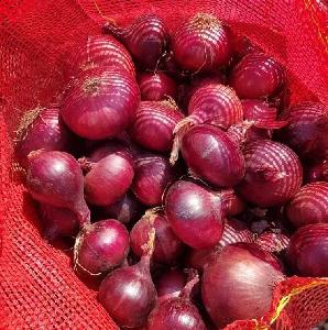 Red fresh onion manufacturer for Sri-Lanka Market