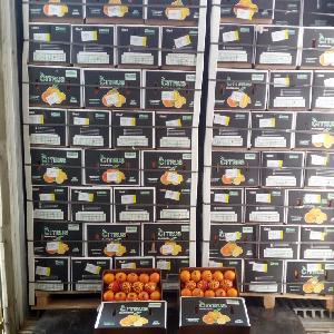 Wholesale  Fresh Mandarin Orange
