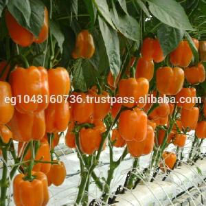 Sweet Bell peppers, grade A, Red Capsicum/ Wholesale Pepper Price /