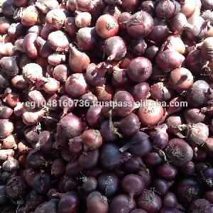 Red Onion, 50 mm  and up size red onion