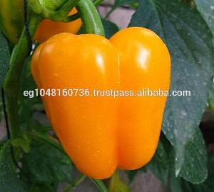 Fresh Sweet Bell peppers (yellow, orange, Red, green)