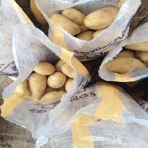 fresh potato in mesh bag or carton packing for sale