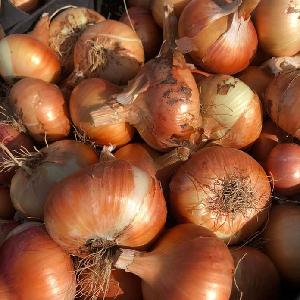 Fresh yellow onion exporters in Egypt
