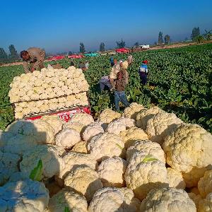 2020 new crop Egyptian fresh cauliflower supply all the year round