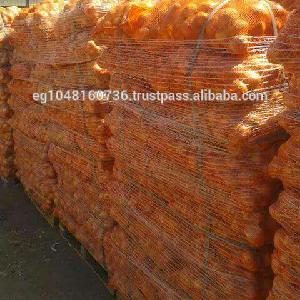 Yellow Onion from Egypt