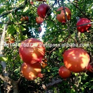 Sweet Egyptian Pomegranates, Fresh style fruits