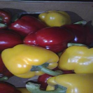2020 new crop fresh color pepper