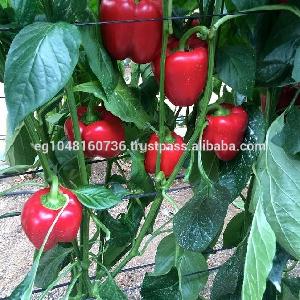 Fresh Bell pepper/ Capsicum from Vietnam - NHP Foods- Ngan Hoa Phat Co., Ltd