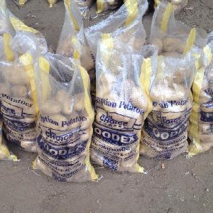 russet potato importer in Malaysia/Russian importers of potato price for sale $250.00-$350.00 / Ton