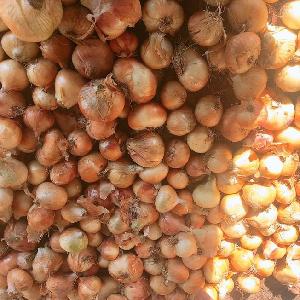 fresh red  ONION  , yellow  onion  ,  Egypt   onion  to Hungary