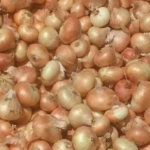 Fresh Egypt  yellow onion little onions