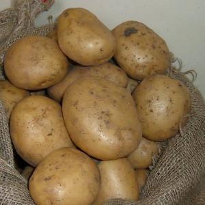 Fresh Potato Russian  Importers  Of Potato