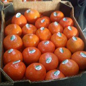 High quality Mandarin Orange for Sale (Fremont)/ Cheap New Crop Fresh Mandarin Orange