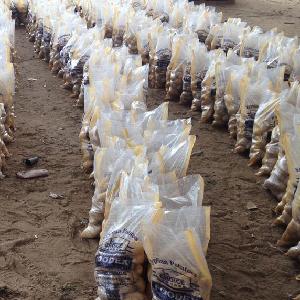 wholesale fresh potato price to Malaysia/ Dubai 
