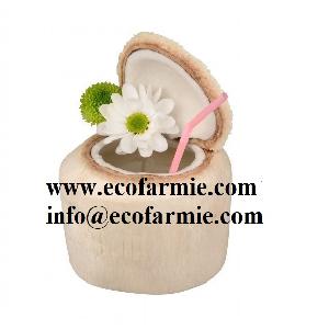 FRESH YOUNG SWEET COCONUT/ GREEN COCONUTS VIETNAM GOOD QUALITY
