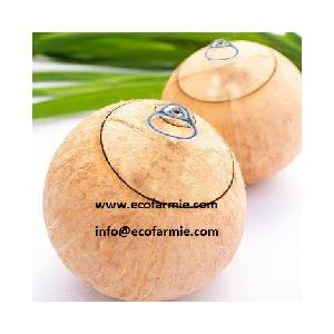 Organic young sweet coconuts/ Easy open coconut with pull tab