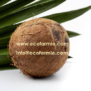 Vietnam Organic semi husk coconuts/ Brown remove husk coconut/ Full husk coconuts